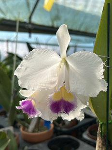 卡特兰  蓝特里C. trianae fma. coerulea“Any Azul”大花洋兰