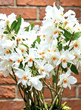大花美丽石斛兰Den formosum福尔摩森原种黑毛石斛兰浓香洋兰花卉