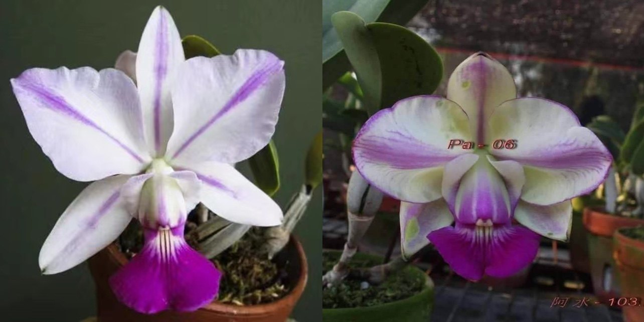 卡特兰走路人C. walkeriana f. （flamea x semi alba“pa-o6”）