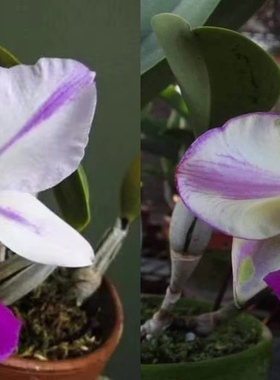 卡特兰走路人C. walkeriana f. （flamea x semi alba“pa-o6”）