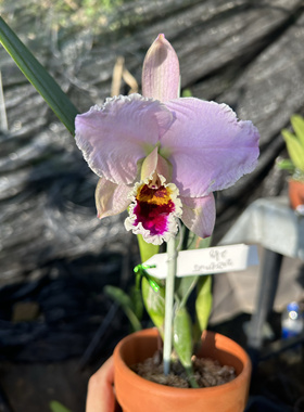 粉帕西卡特兰C.percivaliana tipo粉帕西白交亚白后代苗大花洋兰