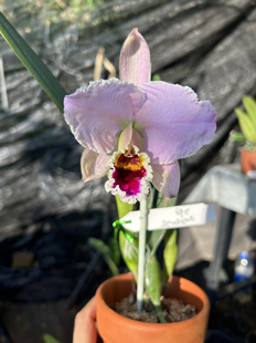 粉帕西卡特兰C.percivaliana tipo粉帕西白交亚白后代苗大花洋兰