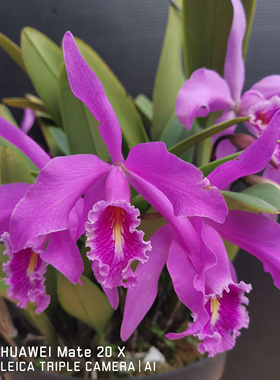 深红马西马原种卡特兰C.maxima fma rubra‘Passenger‘浓香大花