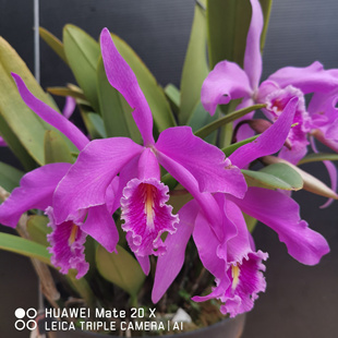 深红马西马原种卡特兰C.maxima fma rubra‘Passenger‘浓香大花