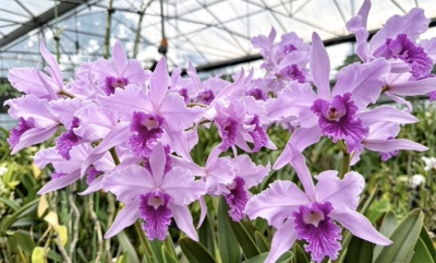 蓝色罗巴塔卡特兰实生C. lobata  coerulea 