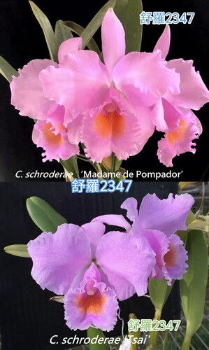 2347舒罗  原种卡特兰C. schroderae MDP x Tsai浓香大花洋兰花卉