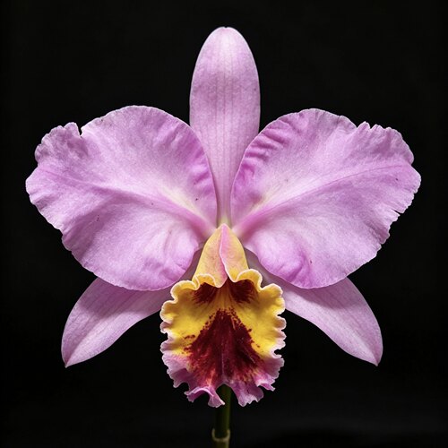 金唇帕西卡特兰C.percivaliana aurea 'Jingona' 黄唇大花洋兰
