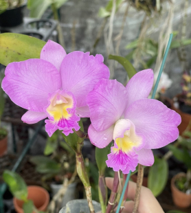 卡特兰圣诞玫瑰Slc. Doris and Byran ‘Christmas Rose'