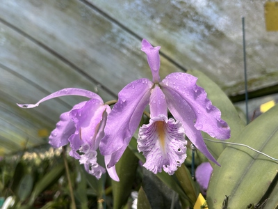 卡特兰  高马克西马C.maxima（Select x Pink Martin）金奖兄弟株