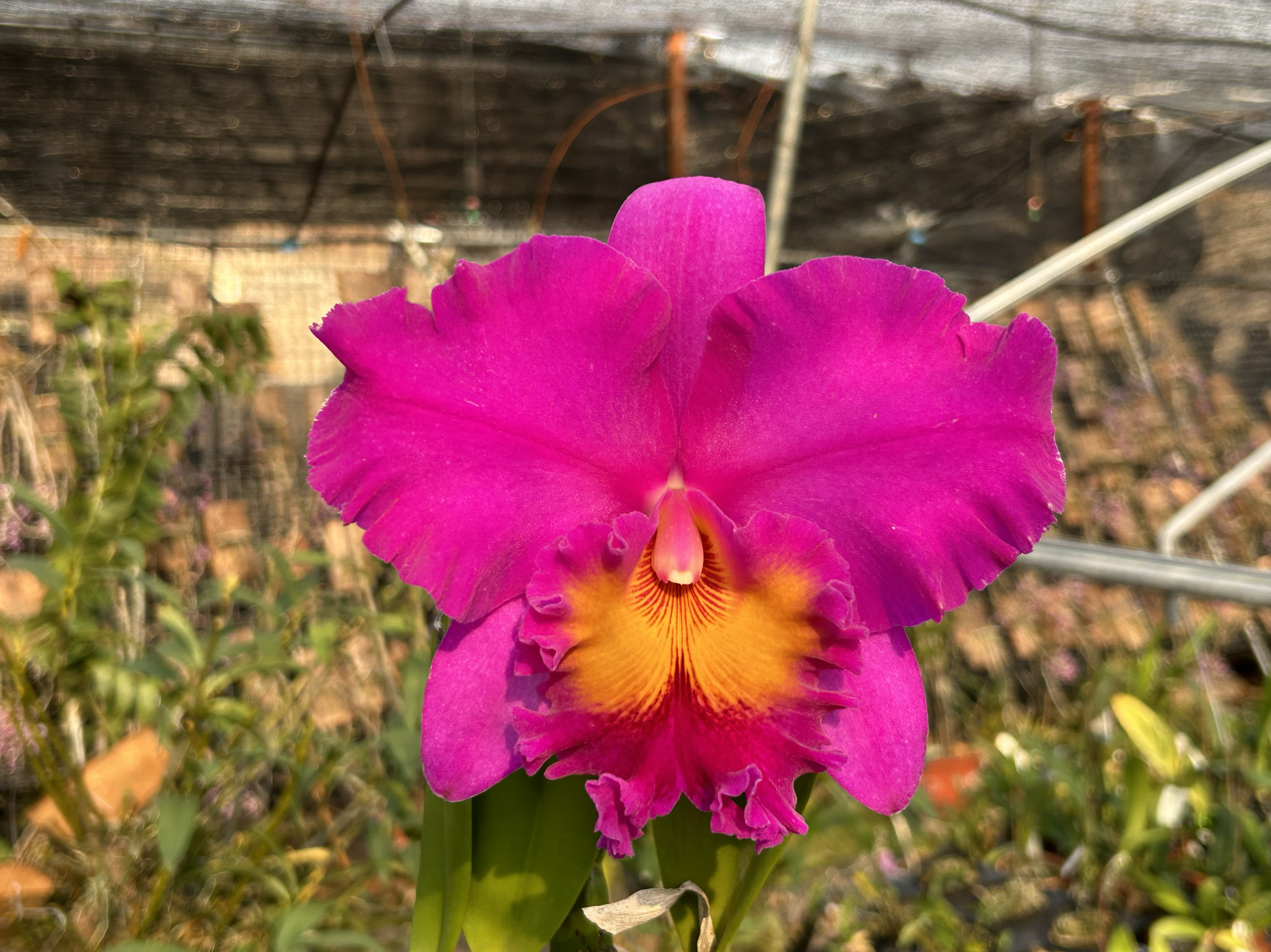 卡特兰日盛RIc. Pink Empress ‘Bright Sun'大花浓香型卡特兰花