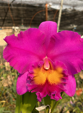 卡特兰日盛RIc. Pink Empress ‘Bright Sun'大花浓香型卡特兰花