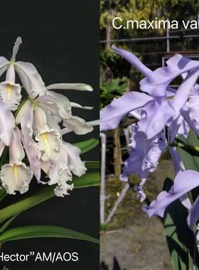 卡特兰蓝色马克西马赫克托交丹尼斯C. maxima coerulea大花卡特兰