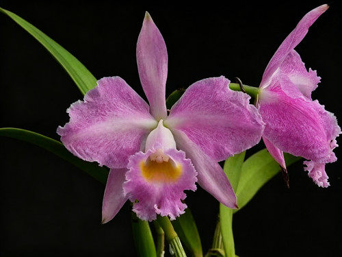 同色爱多拉多卡特兰C. eldorado concolor“Malean”大花浓香洋兰