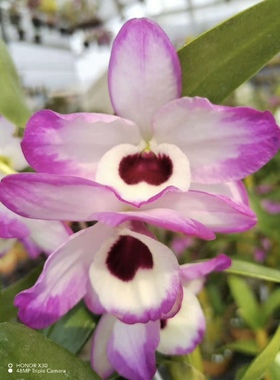 泼墨拿泼里石斛Den.Tomo fleak‘Napori’拿坡里泼墨春石斛