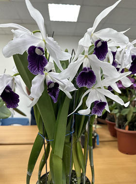 大蓝唇婆婆舒斯特尔卡特兰C. purpurata’Schuster‘大花浓香洋兰