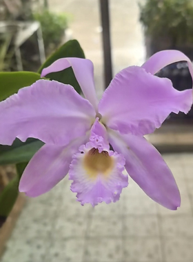 卡特兰同色嘎斯特选C.gaskelliana concolor select “Romantic”