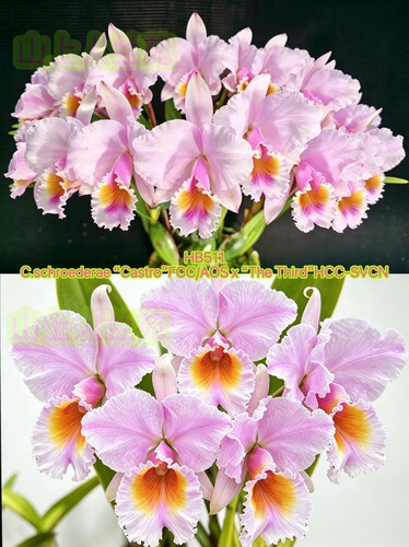 HB511舒罗原种卡特兰C.schroederae Castro x The Third浓香洋兰