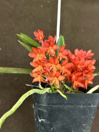 鸟舌兰  附生兰花苗Ascocentrum miniatum迷你洋吊兰花卉盆栽绿植