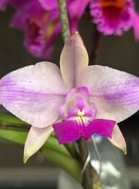 火焰插角走路人卡特兰C.walkeriana semi-aiba  flamea “Dopa”