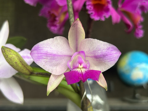 火焰插角走路人卡特兰C.walkeriana semi-aiba  flamea “Dopa”