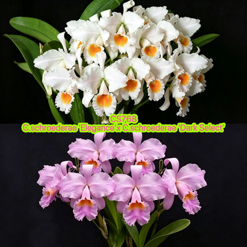 CS768舒罗卡特兰C.schroederae（Elegance x Dark Select）洋兰