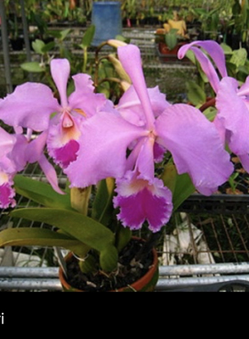 原种卡特兰红色瓦涅利warneri var.tipo x sib洋兰大花卡特兰