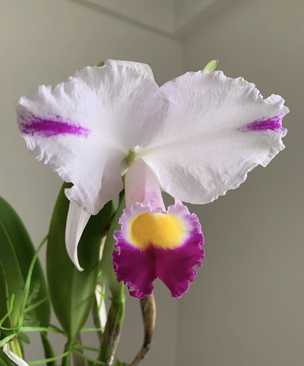插角特里  卡特兰C.trianae fma. splash 'La Morlaquita'洋兰