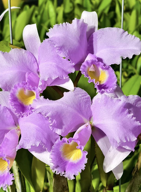 同色特里  原种卡特兰C.trianaei fma. concolor