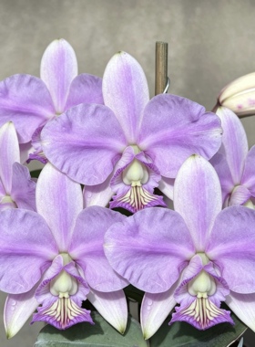 同色诺比智者卡特兰C. nobilior concolor‘Brilliant’ SM/JOGA