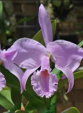 同色拉比  卡特兰C. labiata fma. concolor 'Nobuko' OG大花浓香