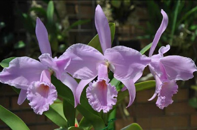 同色拉比  卡特兰C. labiata fma. concolor 'Nobuko' OG大花浓香