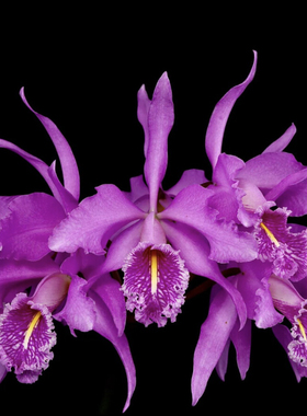 高杆深红马西马  卡特兰C. maxima ‘Gorgeous’ SM/JOGA x self
