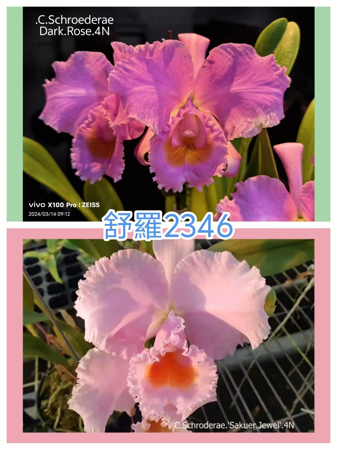 2346舒罗 原种卡特兰C.schroderae Sakura JewelxDark Rose4N洋兰