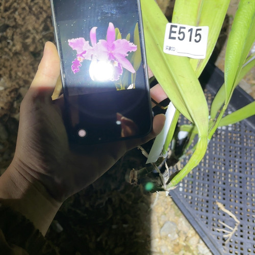 E515网纹瓦塞维奇