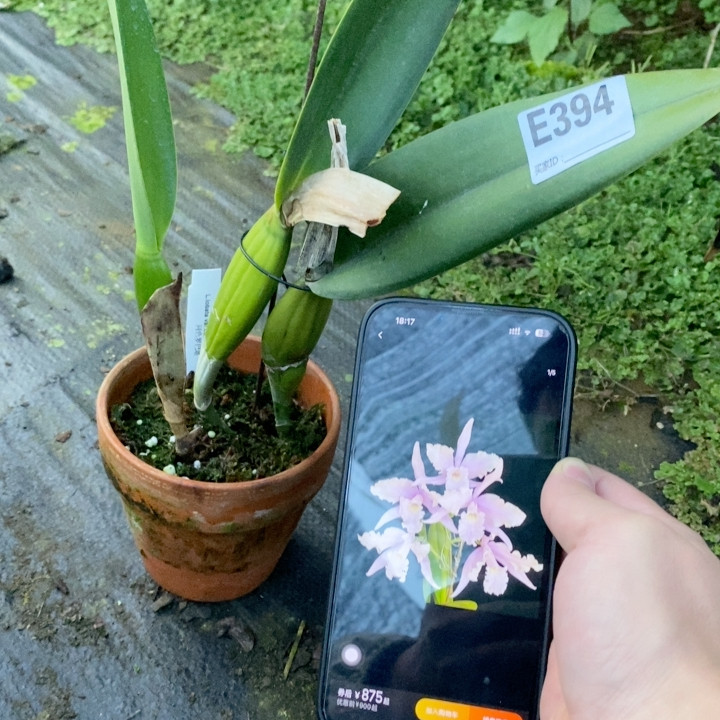 E394同色罗巴塔珍妮