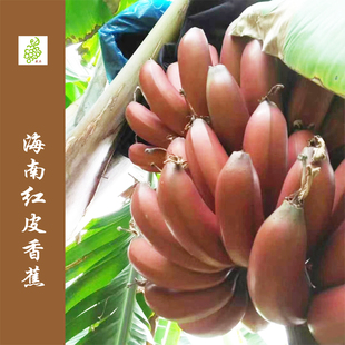 海南红皮香蕉约5斤礼盒装 地理标志产品