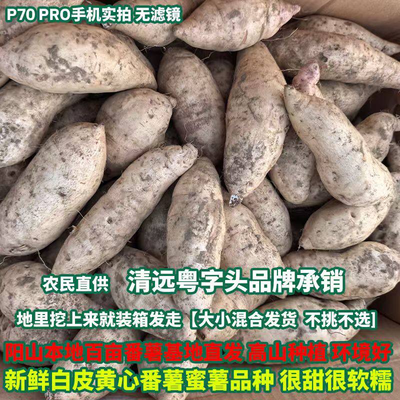 广东正宗清远农家白薯番薯新鲜现挖现发板栗薯小蜜薯鸡蛋黄款一箱