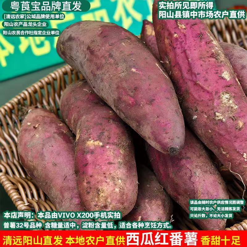 广东清远番薯粉糯可制番薯干薯粉西瓜红红皮黄心农家阳山特产整箱