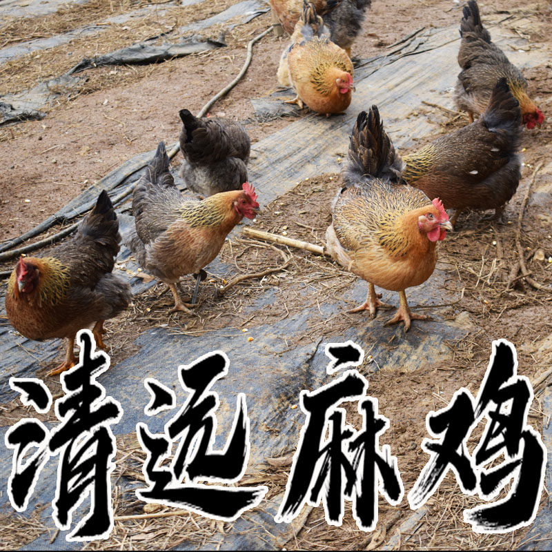 粤莨宝清远麻鸡 阳山果园走地鸡 农家散养鸡产地直发整只图片