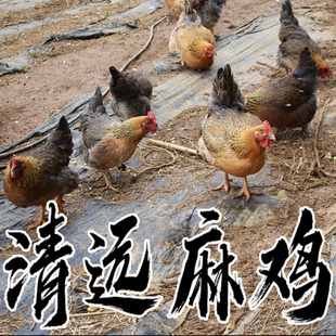 粤莨宝清远麻鸡 阳山果园走地鸡 农家散养鸡产地直发整只