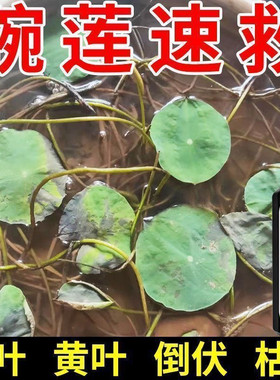碗莲专用肥水培植物营养液睡莲荷花盆栽通用型液体肥料家用养花
