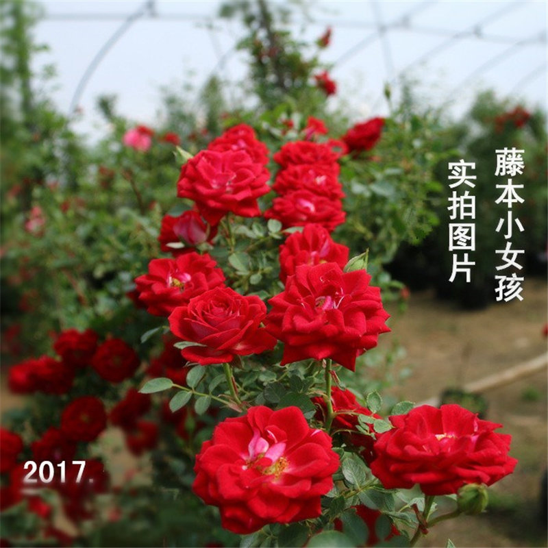 小女孩 月季扦插花苗多花藤本 盆栽地栽阳台庭院
