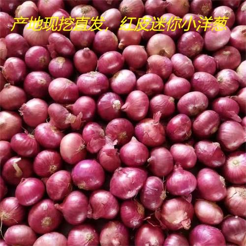 云南紫皮小洋葱新鲜圆葱水果洋葱当季特产自种现挖现发调味生吃