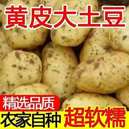 云南高山黄心土豆新鲜现挖当季