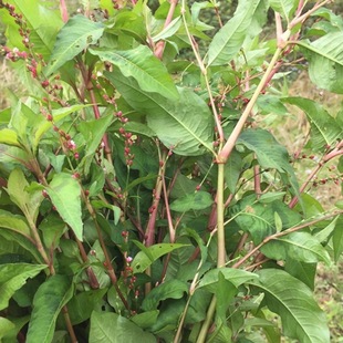 新鲜野生辣蓼草水蓼柳草苦菜蓼水胡椒绵毛叶蓼清热泡澡广西中草药
