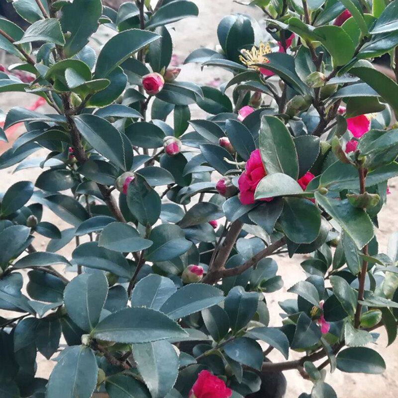 盆栽茶绿植茶花苗梅花茶茶梅庭院盆栽梅树花卉树苗