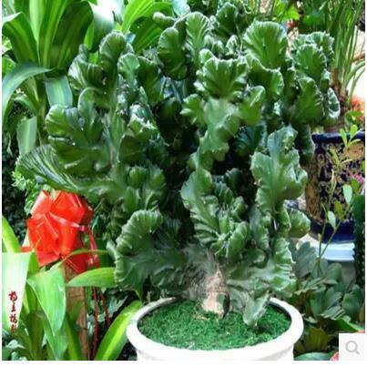 绿植玉麒麟多肉金麒麟彩常常植物