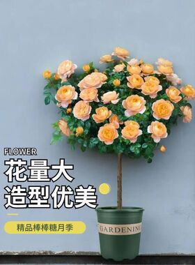 树状花卉特大月季月季花花朵苗