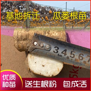 瓜蒌根苗吊瓜20号苗9号苗吊瓜种子根茎种植技术大颗粒瓜蒌根苗