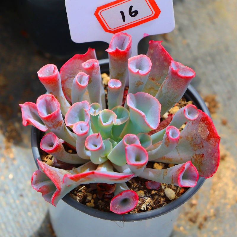 魔笛多肉特玉莲丘比特绿植花卉